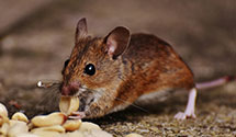 24 Hour & Emergency Exterminators in Wawatosa, WI